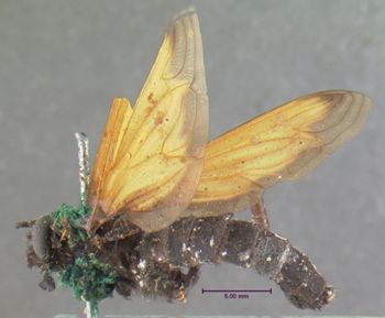 Media type: image;   Entomology 10660 Aspect: habitus lateral view